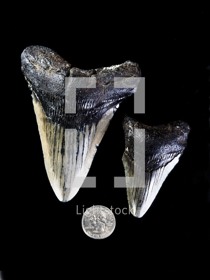 prehistoric shark teeth 