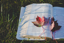 fall leaves on an open Bible in the grass