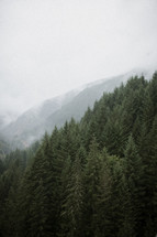 fog over a mountain evergreen forest 