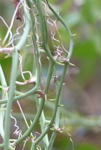 sharp thorns on tangled vines