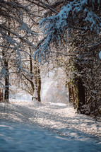 A path between trees in winter scenery