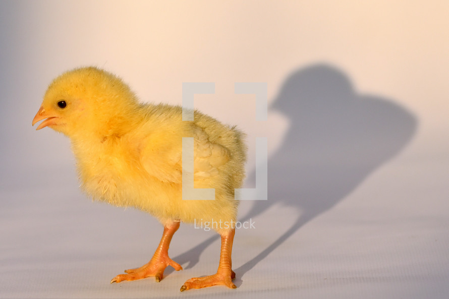 Small baby Chicken and shadow Isolated On White Background