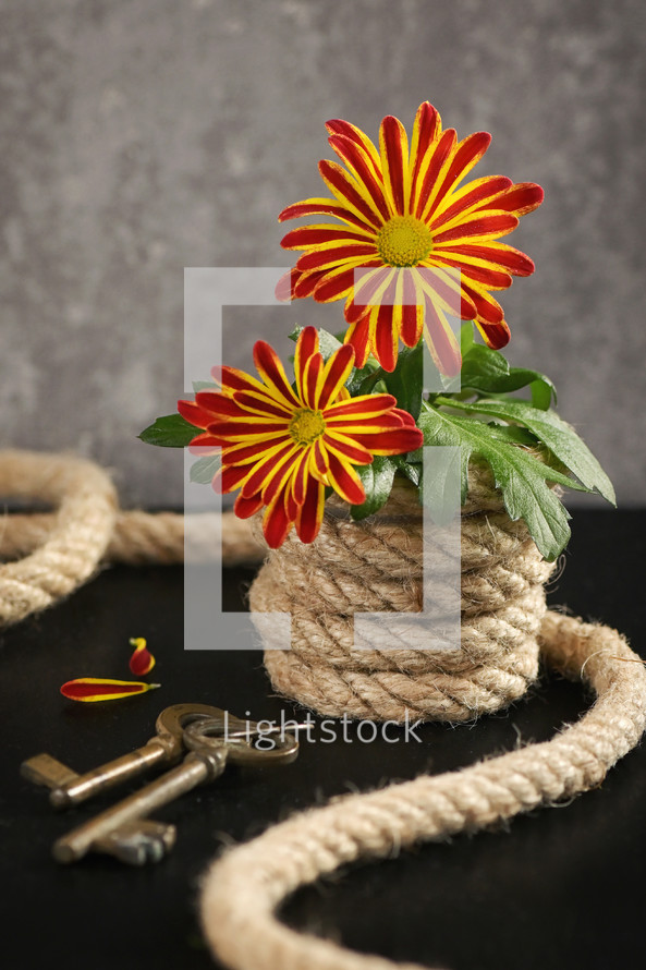 Daisy Chrysanthemum in Rope Pot
