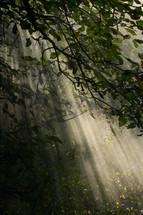 sunbeams through trees in a forest 