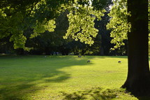 geese on green grass in a park 