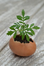 new little plant growing out of broken eggshell on a rustic white wooden table