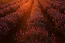 close up of bushes lavender blooming scented fields on sunset. lavender purple aromatic flowers at lavender fields of the French Provence near Paris