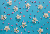 white and pink flowers on a blue background 