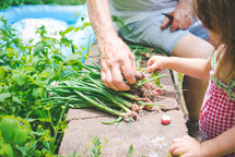grandfather and granddaughter picking vegetables out of a garden 