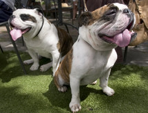 Two bulldogs sitting in the grass with tongues hanging out.