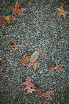fall leaves on the pavement