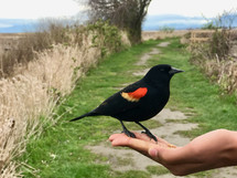 a black bird eating seed out of a hand 