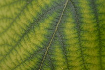 viens in a green leaf