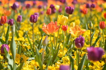Meadow of tulips. 
tulips, orange, yellow, purple, red, rose, tulip, meadow, bloom, blossom, bright, spring, summer, flower, creation, green, beauty, beautiful, nice, lovely, fine, pleasant, fair, pretty, plant, sun, sunshine, flourish, outdoor, nature, vegetation, grow, growth, earth, world, natural, leaves, leaf, mother's day, mother, mom, mum, mommy, March, April, May, garden, gardening, summer day, summer's day, spring day, springtime