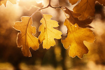 sunlight on fall leaves 