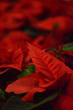 bright red Christmas star. 
Christmas star,  Christmas flower, poinsettia, common poinsettia, Mexican flameleaf, leaf, leaves, plant, flower, bloom, blossom, flourish, blossoming, lobster plant, winter rose, painted leaf,  paintedleaf, season, Christmas, winter, red, green, nature, natural, Christmastime, Christmas time, Christmastide, Christmas tide, Christmas period, Christmas season, yule tide, inbetween