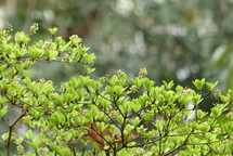 green leaves on a bush with blurred background