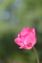 glowing pink tulip.  
