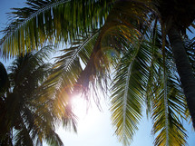Palm Tree Fronds in the summer sun 