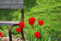 red tulips next to a bench 