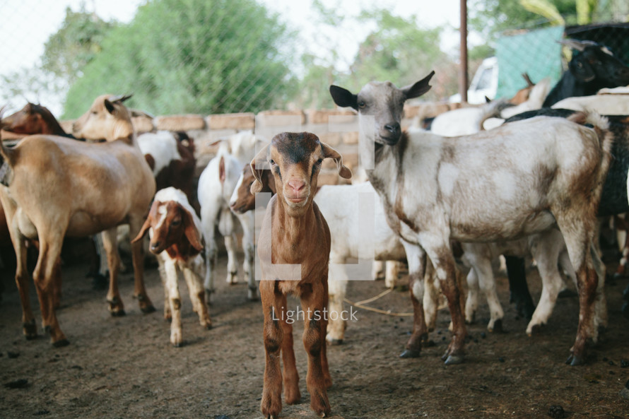 goats on a farm, goat staring at the camera
