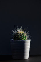 potted cactus plant on a black background 