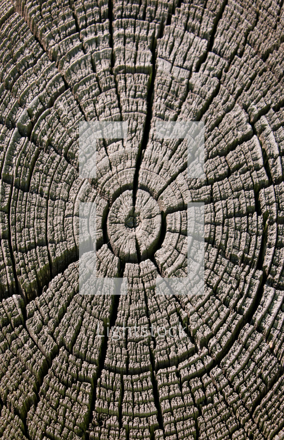 tree rings on an old stump 