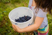 picking blueberries 
