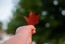 hand holding up a fall leaf 