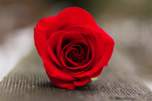 red long stem rose on a wooden deck