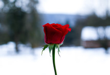 red long stem rose and snow 
