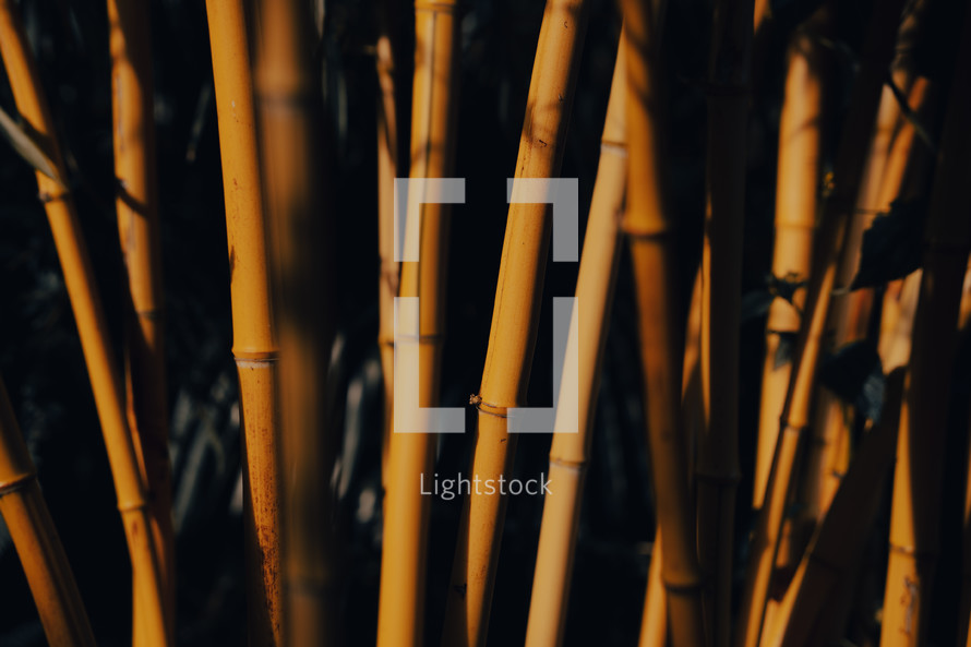 Wild bamboo forest background wallpaper, nature textures vertical lines, bamboo sticks