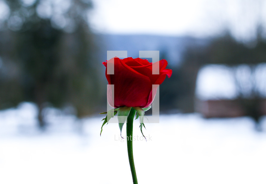 red long stem rose and snow 