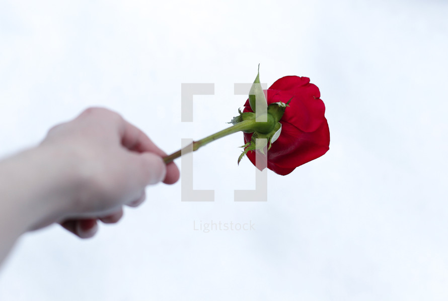 person holding out a long stem rose 