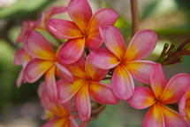 Pink and orange Frangipanji flowers. 