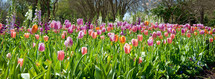 garden of tulips 