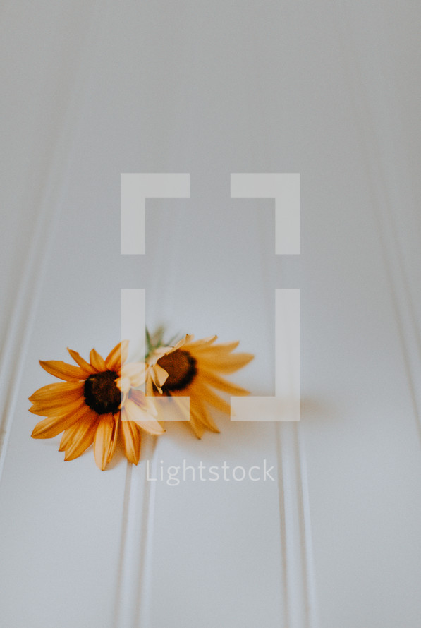 yellow flowers on a white background 