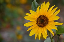 yellow sunflower outdoors. 