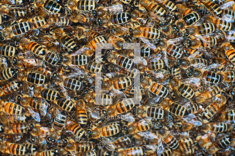 honey bees 