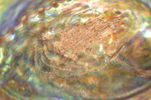 iridescent surface of a shell up close as neutral background