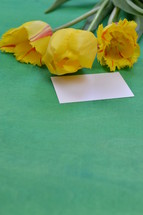 yellow tulips on a green background and blank gift card 