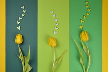 yellow tulips on blue and yellow 