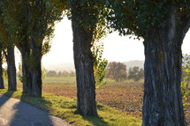 alley of old cottonwood trees in front of an autumn landscape