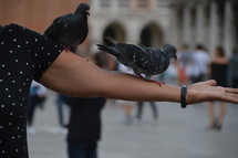 pigeons landing on a person's arm 