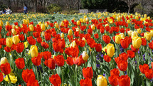 yellow and red tulips in a garden 