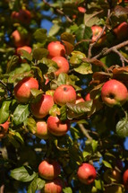 bright red apples in a tree