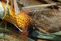 corn cob on the ground