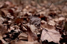 brown leaves on the ground 