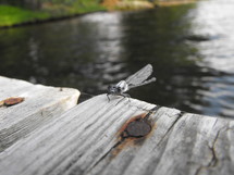 dragonfly on a dock 