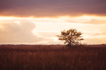 long tree in a field of tall grasses at sunset 